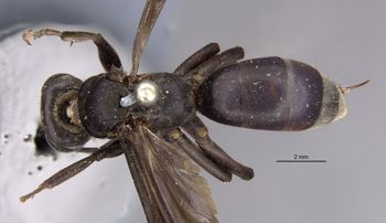 Media type: image;   Entomology 26235 Aspect: habitus dorsal view